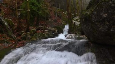 Sonbaharda ormanda akan bir dere, sarı ve kahverengi yapraklar dökülüyor..