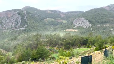 İlkbaharda, çam ağaçlarının polenleri rüzgârla savrulur..