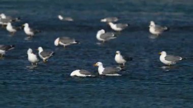  Bir grup martı gölette banyo yapıyor. Sarı bacaklı martı, Larus michahellis.