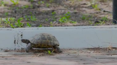 Parkta yürüyen bir kaplumbağa..