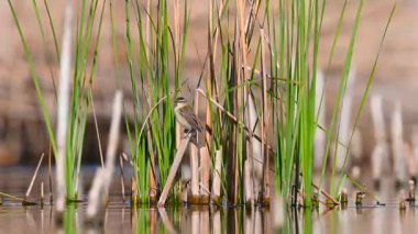 Baharda sazlıkta tüneyen ve uçan küçük güzel bir kuş. Sedge Warbler. Acrocephalus schoenobaenus. Van, Türkiye.