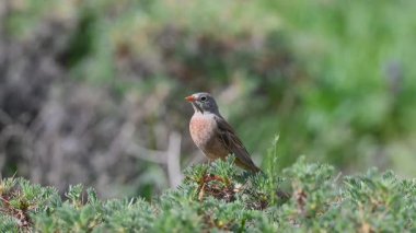  Baharda yeşil bir çalıda öten küçük bir kuş. Gri boyunlu Bunting, Emberiza Buchanani.