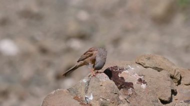 Baharda kayalarda öten küçük bir ötücü kuş. Gri boyunlu Bunting, Emberiza Buchanani. Van, Türkiye.