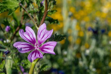Malva sylvestris, Malva cinsinin bir türüdür..