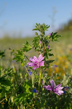Malva sylvestris, Malva cinsinin bir türüdür. Dikey çerçeve.