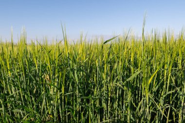 Baharda yeşil renkli arpa bitkilerinin olduğu bir tarlada hafif rüzgarda sallanan arpa..
