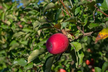 Sonbaharda elma ağacında kırmızı, lezzetli elmalar.