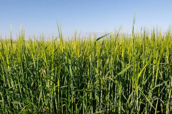 Baharda yeşil renkli arpa bitkilerinin olduğu bir tarlada hafif rüzgarda sallanan arpa..
