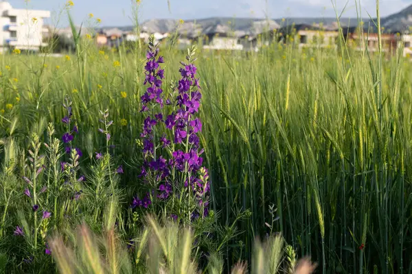 Mor çiçekli bitki buğday tarlasının kenarında rüzgarda sallanıyor. Consolida orientalis.