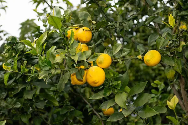 Ağacın dalında yeşil yapraklı sarı limonlar.
