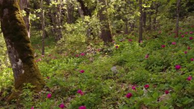İlkbaharda gür ormanlarda açan pembe kır çiçekleri, ışık ışınlarıyla birlikte şakayık çiçekleri. Paeonia turcica.