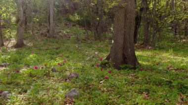İlkbaharda gür ormanlarda açan pembe kır çiçekleri, ışık ışınlarıyla birlikte şakayık çiçekleri. Paeonia turcica.