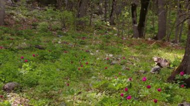İlkbaharda gür ormanlarda açan pembe kır çiçekleri, ışık ışınlarıyla birlikte şakayık çiçekleri. Paeonia turcica.