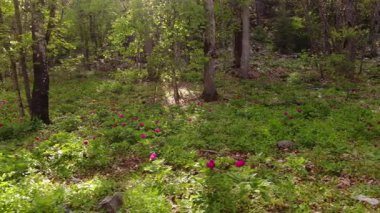 İlkbaharda gür ormanlarda açan pembe kır çiçekleri, ışık ışınlarıyla birlikte şakayık çiçekleri. Paeonia turcica.