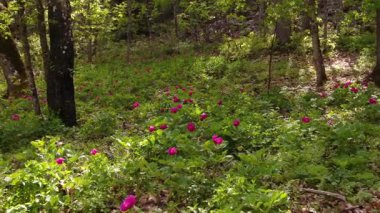 İlkbaharda gür ormanlarda açan pembe kır çiçekleri, ışık ışınlarıyla birlikte şakayık çiçekleri. Paeonia turcica.
