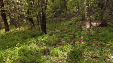 İlkbaharda gür ormanlarda açan pembe kır çiçekleri, ışık ışınlarıyla birlikte şakayık çiçekleri. Paeonia turcica.