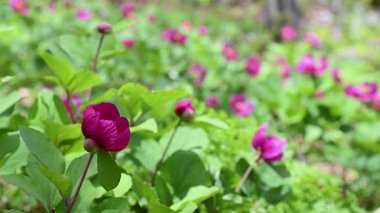 İlkbaharda pembe açan yaban şakayığı çiçeklerinin yakın çekimi. Türkiye 'de peeonia turcica.