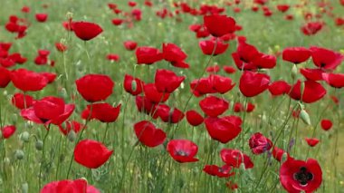 Kırmızı haşhaş tarlası baharda kırsalda çiçek açıyor, yakın plan..