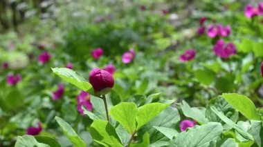 Ormanlık bir alanda, ilkbaharda pembe çiçekli yabani şakayık bitkileri görsel bir ziyafet yaratır. Türkiye 'de peeonia turcica.