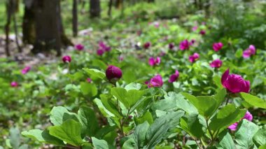 Ormanlık bir alanda, ilkbaharda pembe çiçekli yabani şakayık bitkileri görsel bir ziyafet yaratır. Türkiye 'de peeonia turcica.