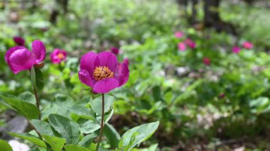 Ormanlık bir alanda, ilkbaharda pembe çiçekli yabani şakayık bitkileri görsel bir ziyafet yaratır. Türkiye 'de peeonia turcica.
