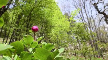 Ormanda, ilkbaharda pembeleşen şakayık bir bitki hafif bir esintide sallanıyor. Arka planda yeşil ağaçlar. Paeonia turcica.