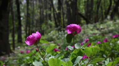 Ormanlık bir alanda, ilkbaharda pembe açan yabani şakayık bitkileri görsel bir ziyafet yaratır. Türkiye 'deki karanlık ve bulanık arkaplan ise Paeonia turcica.