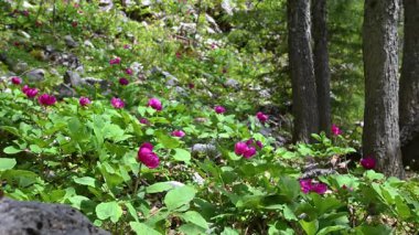 Ormanlık bir alanda, birçok yaban şakayığı bitkisi, ilkbaharda pembe çiçeklerle, hafif esintide sallanıyor. Paeonia turcica.