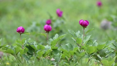 Peony (Latince: Peeonia turcica), Türkiye 'nin Antalya, Burdur ve Denizli kentlerinde yetişen bir çiçektir..
