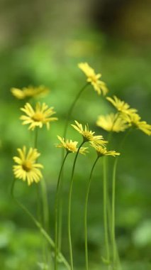 Doğada yetişen Doronicum ailesinden sarı bir kır çiçeği. Dikey çerçeve.