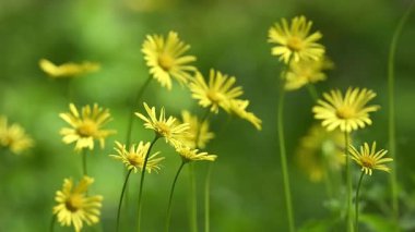 Doğada yetişen Doronicum ailesinden sarı kır çiçeği..