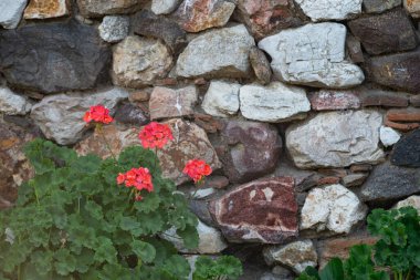 Taş bir duvarın kenarında pembe sardunya çiçekleri.