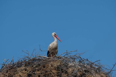 Beyaz leylek elektrik direğinin üstünde duruyor. Beyaz leylek, ağustos böceği.