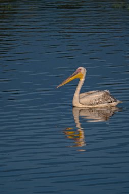 Sakin bir su yüzeyinde tek başına yüzen beyaz bir pelikan. Kuşun su üzerindeki yansıması açıkça görülebilir. Büyük Beyaz Pelikan, Pelecanus onocrotalus.