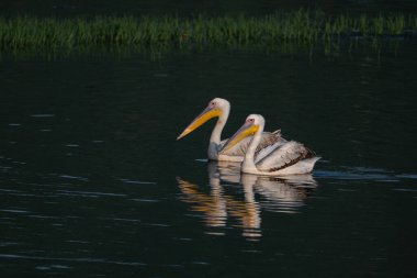 İki pelikan suda yan yana yüzüyor. Sudaki kuşların yansımaları açıkça görülebiliyor ve arka planda yeşil bitkiler var. Büyük Beyaz Pelikan, Pelecanus onocrotalus.