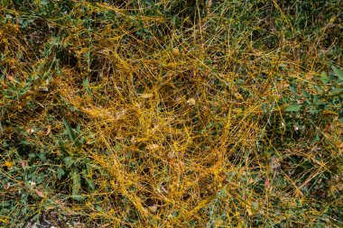 Field Dodder (Cuscuta campestris), Cuscutaceae familyasına ait yıllık bir parazittir. Hayatta kalabilmek için baklagiller, yağ tohumları ve tahıl gibi ev sahibi bitkilere ihtiyacı var. Bu bir tarım paraziti..