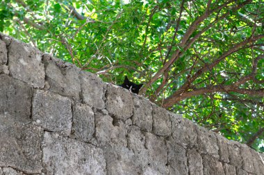 Siyah ve beyaz bir kedi, sadece gözleri ve kulakları görünen eski bir taş duvarın üzerinden ilginç bir şekilde bakar, yoğun yeşil yeşillik ve doğal ışıktan oluşan bir zemin üzerine kuruludur..