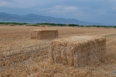 Kırsal bir ortamda, kısmen bulutlu bir gökyüzü ve uzak tepelerin altında büyük saman balyalarıyla dolu bir hasat alanı..