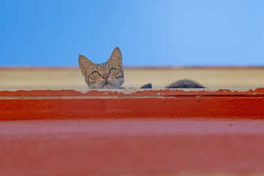 Mavi gökyüzünün altında, kırmızı bir çatının üzerinden tuhaf bir şekilde bakan sevimli bir kedi. Gizemli ve büyüleyici bir an.