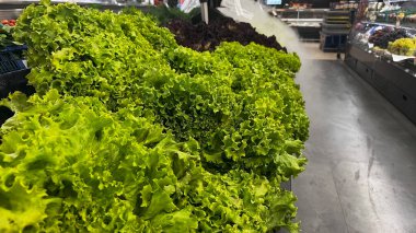 Pazar koridorunda parlak yeşil kıvırcık salatanın yakın çekim görüntüsü. Tazelik, sağlık ve organik gıda.