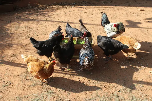 Chickens Eating at a Chicken Picnic Table