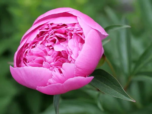 stock image Beautiful peonies on a green background