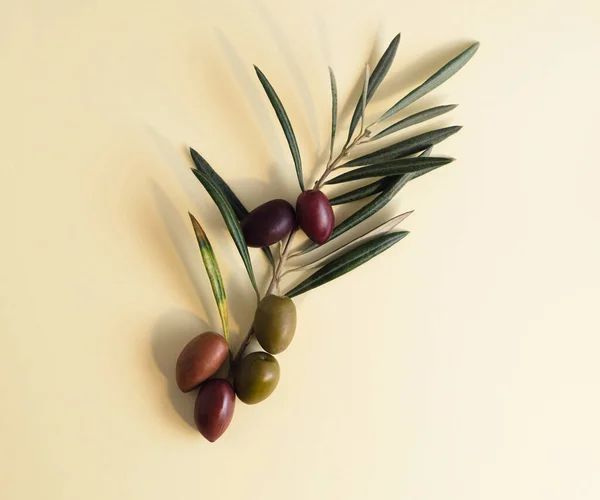 Zeytin dalı ve pastel beyaz arka planda olgun zeytin içeren doğa minimumu kavramı.