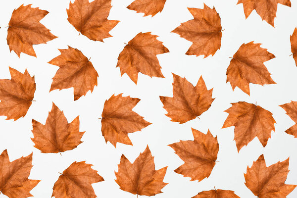 Simple pattern or wallpaper with autumn motifs representing dried yellow or orange leaves. Aesthetic minimal autumnal and fall composition on white bright background.