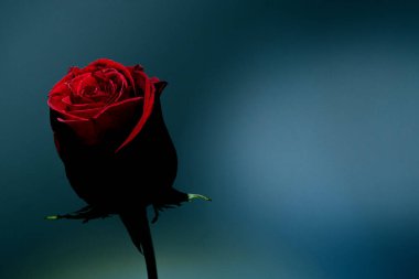 Asgari güzel sanat kompozisyonu kırmızı bir gül ile aşkı ve bağlantıyı temsil ediyor ve duygusal, duygusal metin için boş bir yer veya gri arkaplan üzerine alıntı..