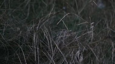 Yaz günbatımı ışık sahnesi. Kuru otlarla kaplı. Hafif bir rüzgar esintisi esiyor..