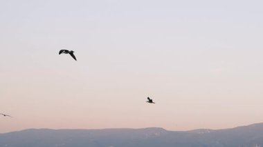 Gün doğumunda uçan bir martı sürüsüyle 4K yavaş çekim. Arka planda dağlarla uçan birkaç martının siluetleri..