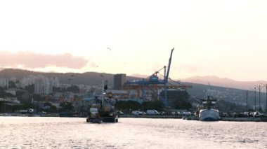 Şehir limanına giren 4 km 'lik balıkçı teknesinde yavaş çekim videosu ve ardından yakalamak için sabırsızlanan düzinelerce martı. Sabah altın saati sahnesi.