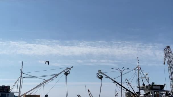 4K左舷拍摄到一只海鸥在一些渔船的桅杆上自由飞翔 它在远处有一台旧起重机 背阴部分为蓝天 — 图库视频影像