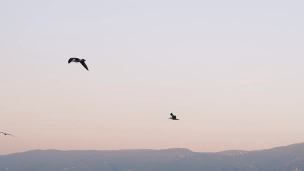 비디오 슬로우 해돋이에서 Seagulls의 배경에 갈매기의 실루엣 — 비디오